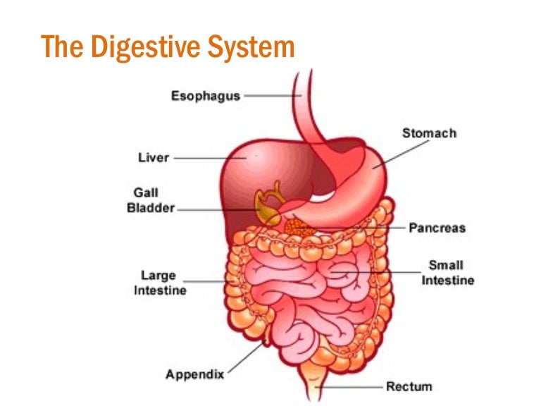 The Digestive System appendicitis diagram 