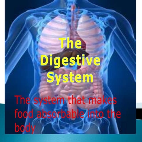 The digestive system