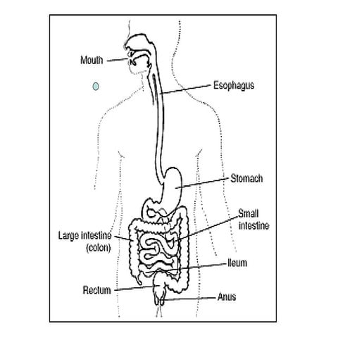 The+Digestive+System