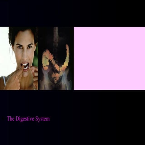 The digestive system