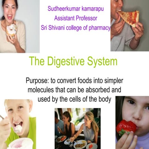 The digestive system