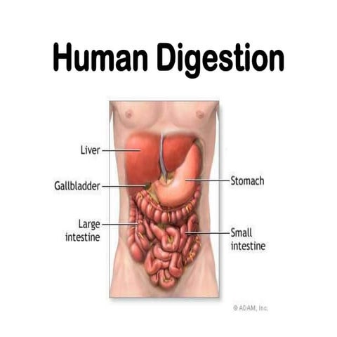 The digestivesystem
