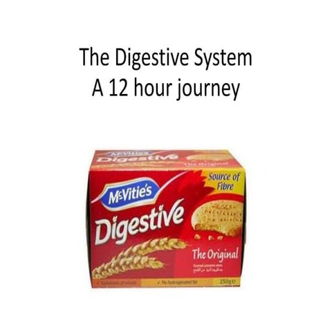 The digestive system
