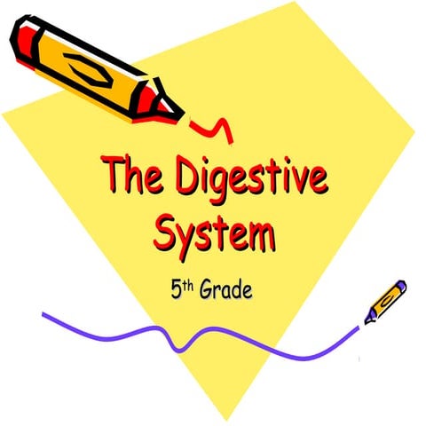 The digestive system