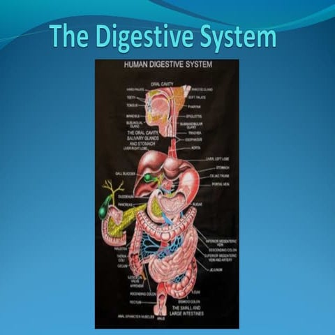 The digestive system
