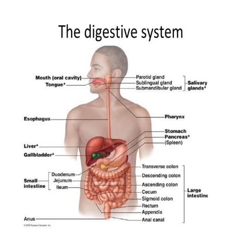 The digestive system