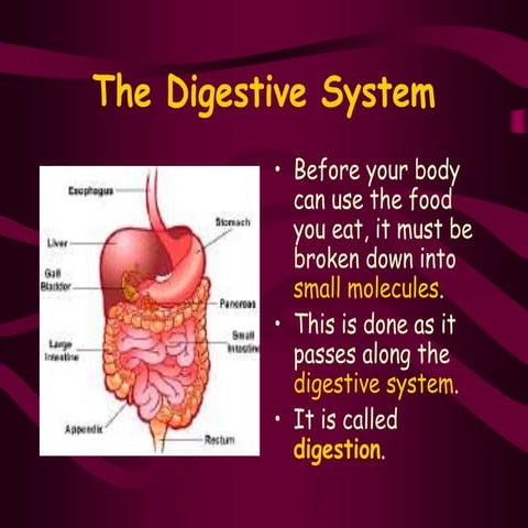 The Digestive System.ppt