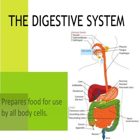 The digestive system by tushar