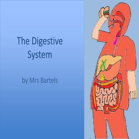 The Digestive System