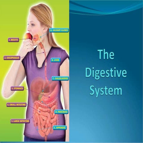 thedigestivesystemppt-17032817000555.ppt