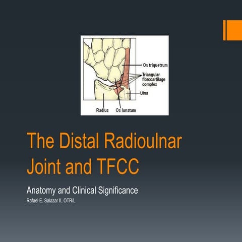 The distal radioulnar joint and tfcc