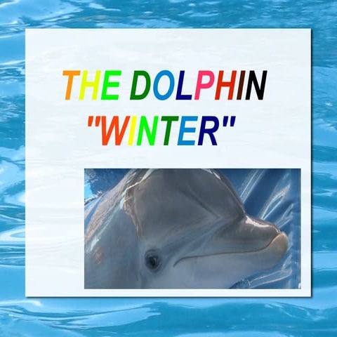The dofhin winter