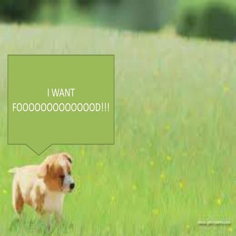 The dog and the food