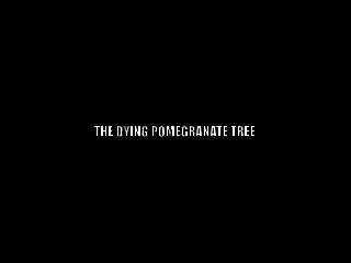 The dying pomegranate tree