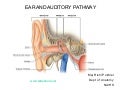 The ear. auditory pathway and olfactory pathway