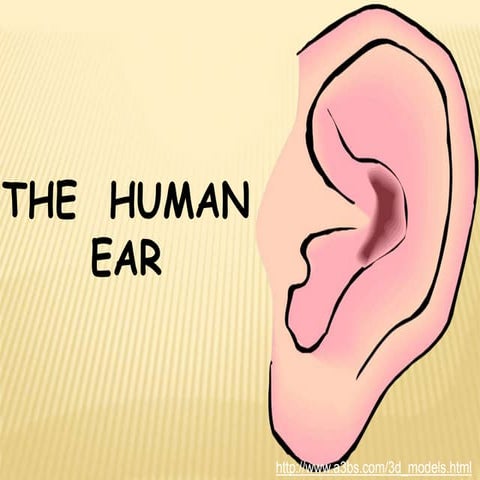 The ear