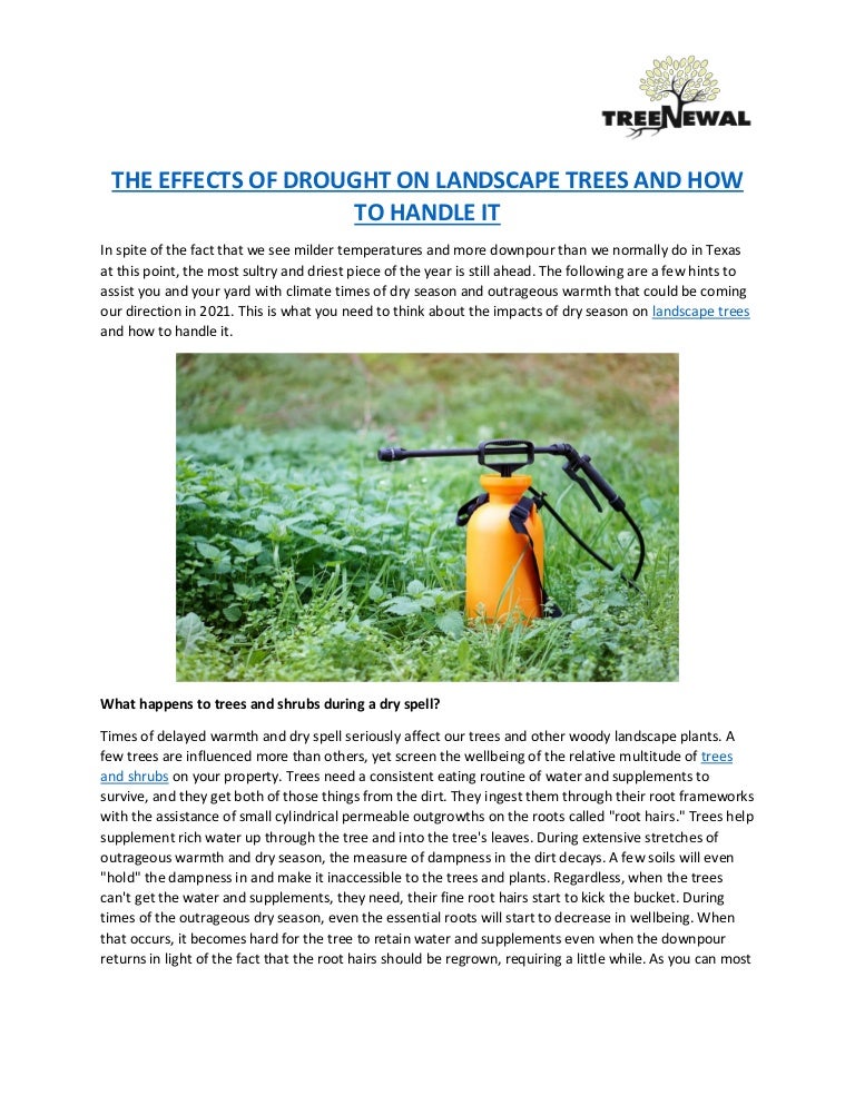 The effects of drought on landscape trees and how to handle it 3 theeffectsofdroughtonlandscapetreesandhowtohandleit 211004131128 thumbnail 4