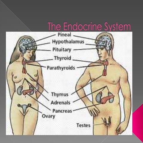 The endocrine system