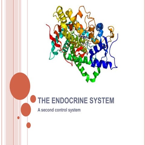 The endocrine system