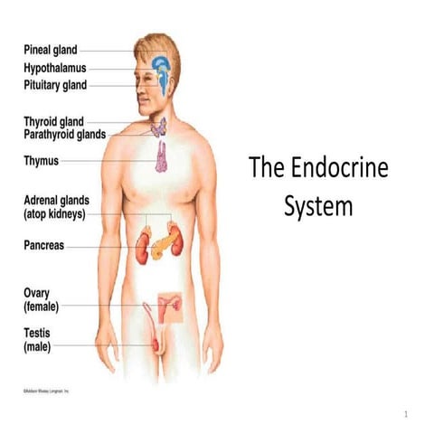 The endocrine system