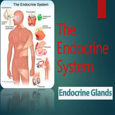 The Endocrine System
