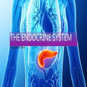 The endocrine system