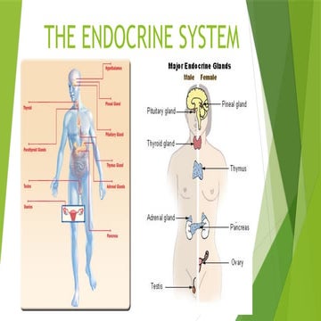Endocrine and Lymphatic System | PPTX