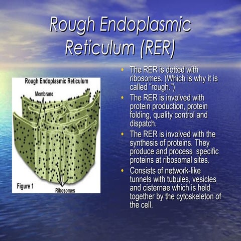 The endoplasmic reticulum | PPT