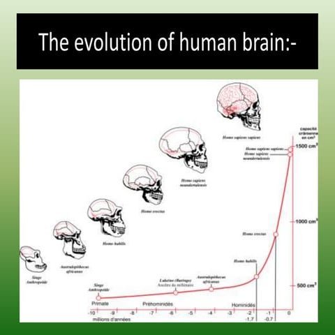 The evolution of human brain