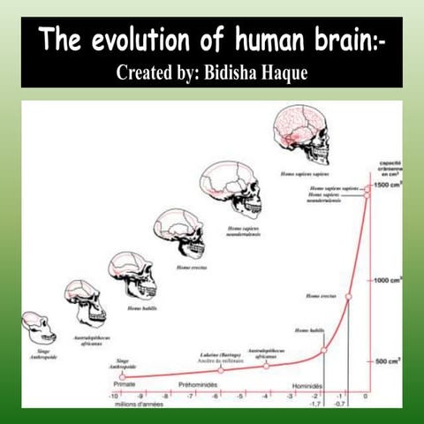 The evolution of human brain