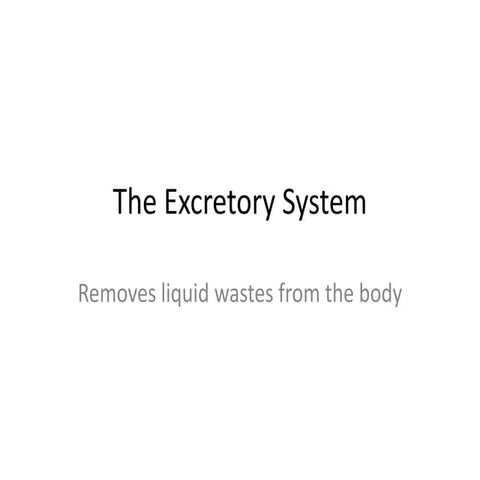 The excretory system