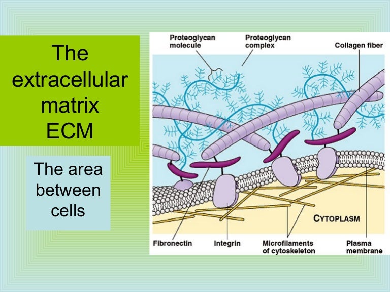 AP Bio Ch. 7 part 2 The extracellular matrix