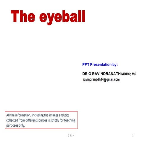 The eyeball anatomy