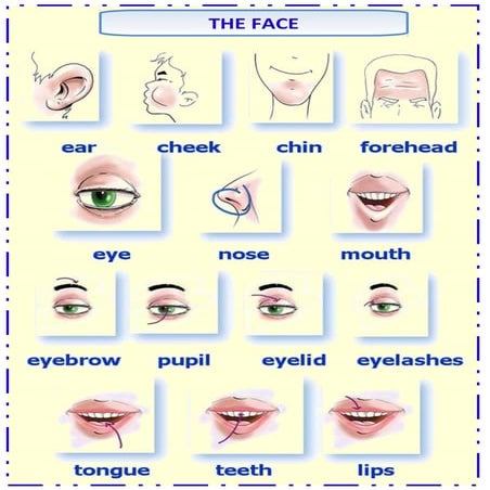 The Face (Worksheet) | DOC