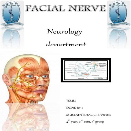 facial nerve (7th cranial nerve)