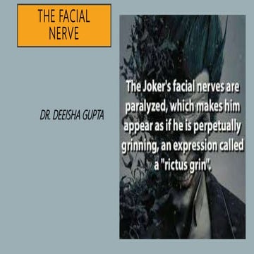 The facial nerve