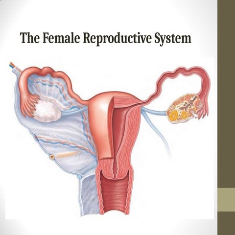 OVARIES and fallopian tube anatomy and ohysiology | PPTX