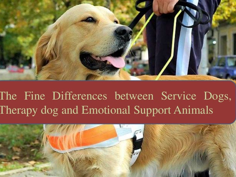 The fine differences between service dogs, therapy dog and emotional