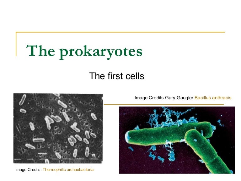 The First Cells the-first-cells