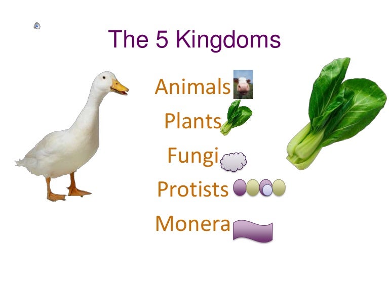 The five kingdoms