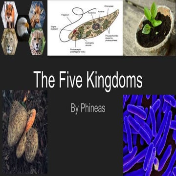 The Five Kingdoms