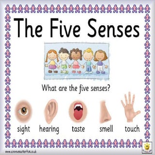 The five senses