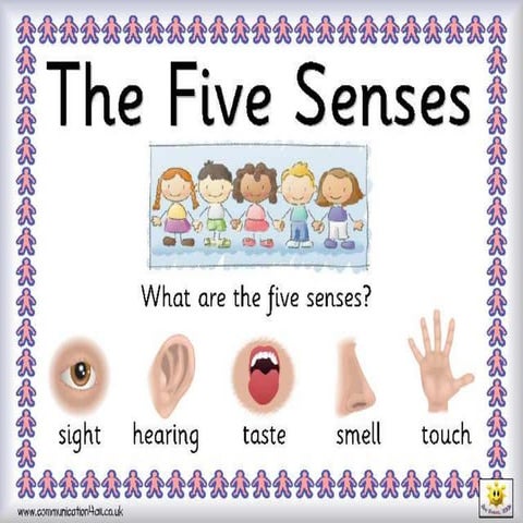 The five senses