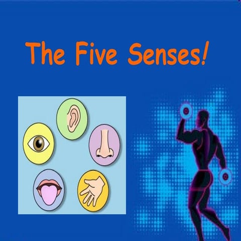 The fivesenses (elizabeth)