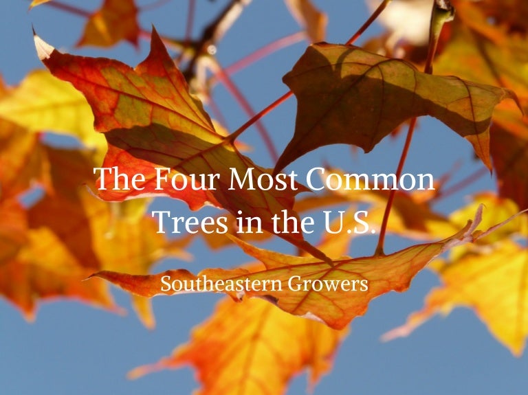 Southeastern Growers The 4 Most Common Trees in the U.S.