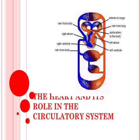 The function of the heart