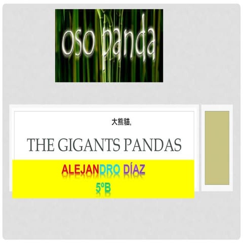 The gigants pandas