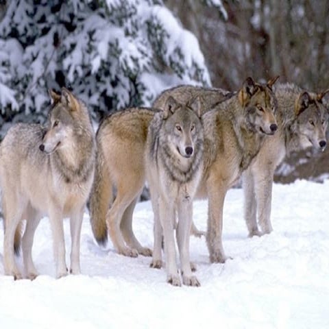 The Gray Wolf | PPT