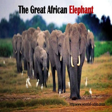 The great african elephant