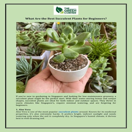 The Green Corner - Best Succulent Plants for Beginners | Easy-Care ...